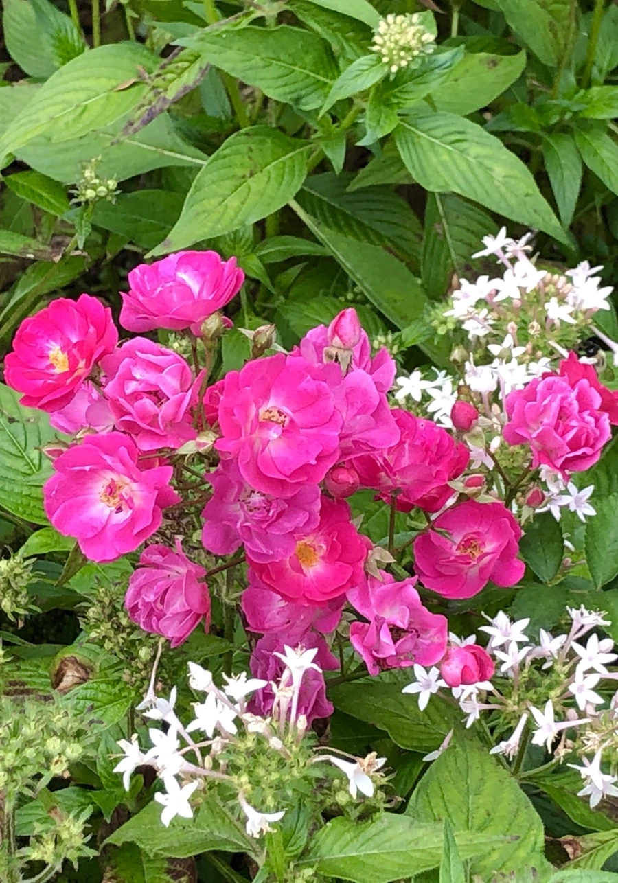 IMG_1636.jpg?type=w966