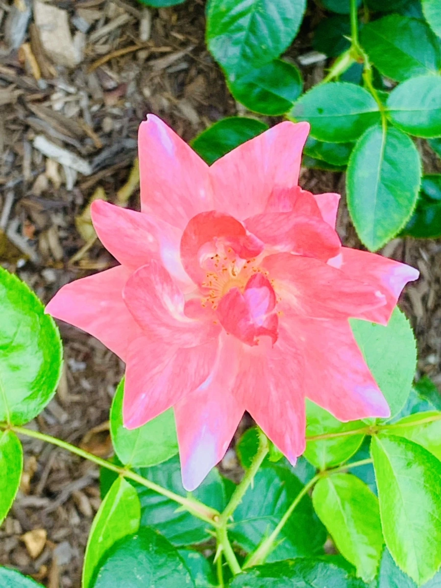 IMG_2696.jpg?type=w966