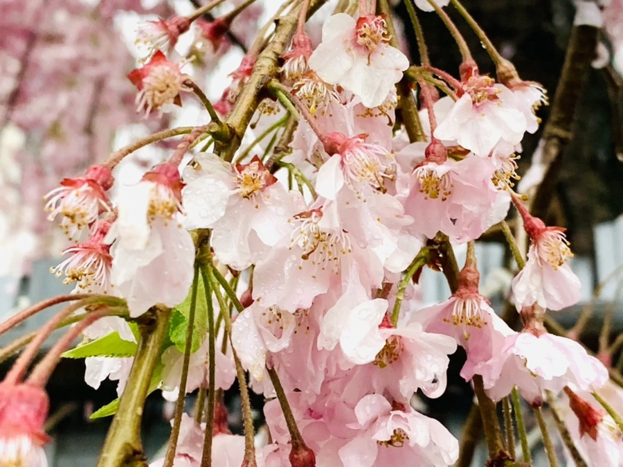 IMG_2330.jpg?type=w966