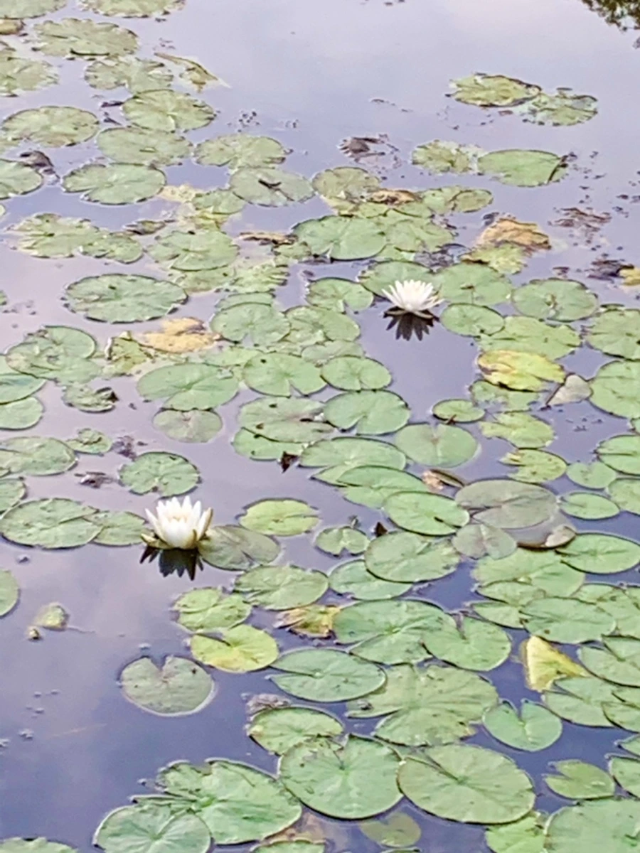 IMG_1859.jpg?type=w966