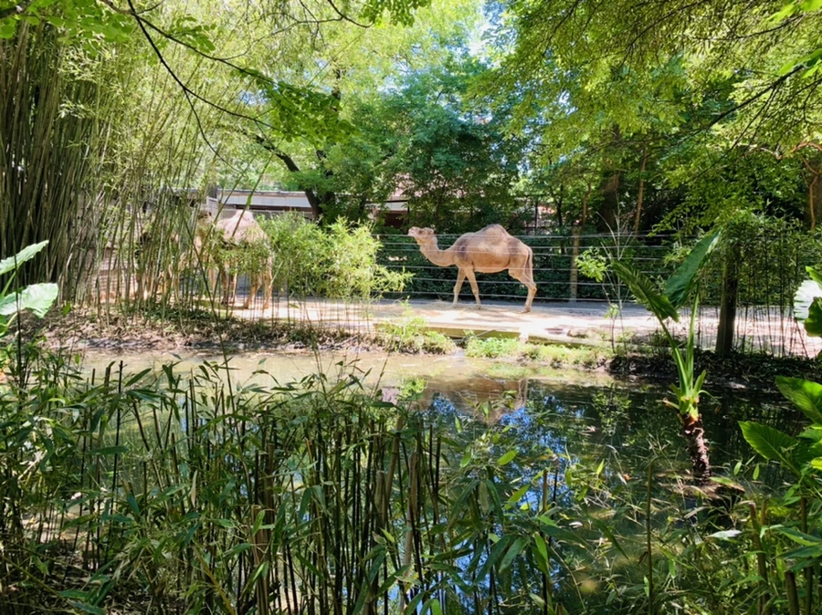 IMG_4185.jpg?type=w966