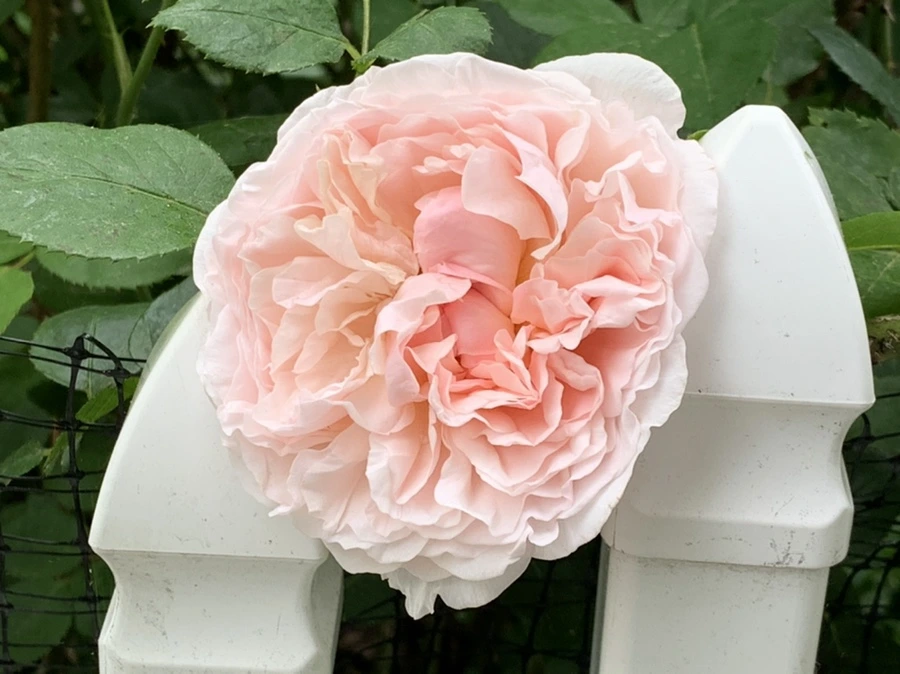 IMG_6025.jpg?type=w966