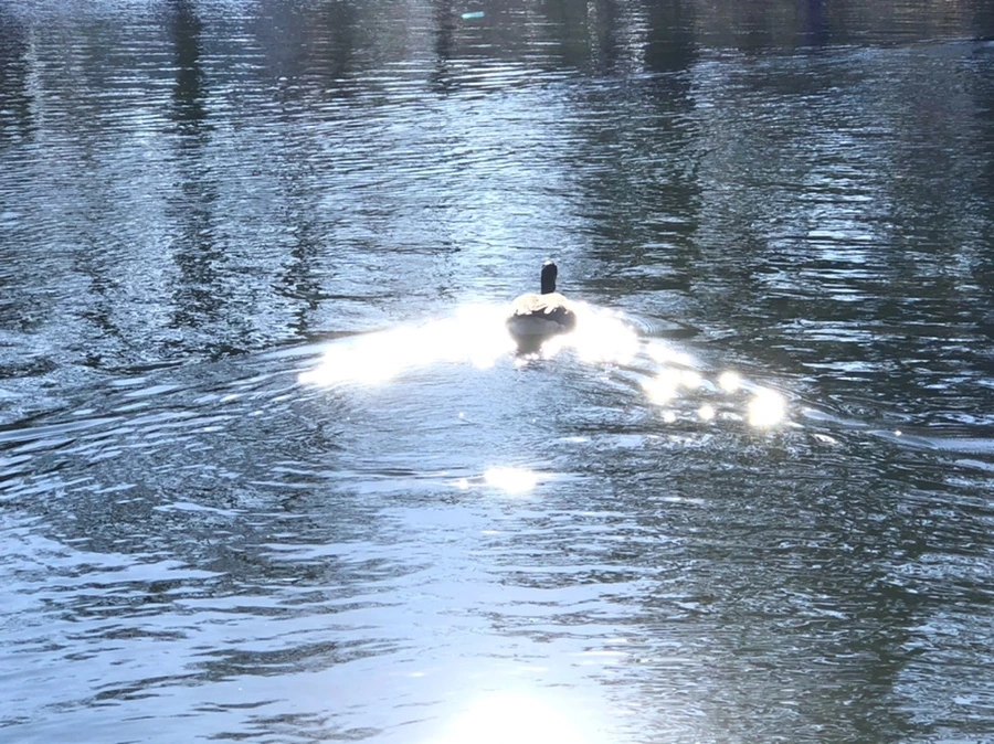 IMG_0290.jpg?type=w966