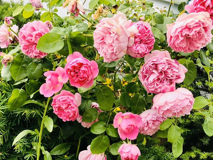 NllO9m8qbxvuKNxWYi5UUyojXNI