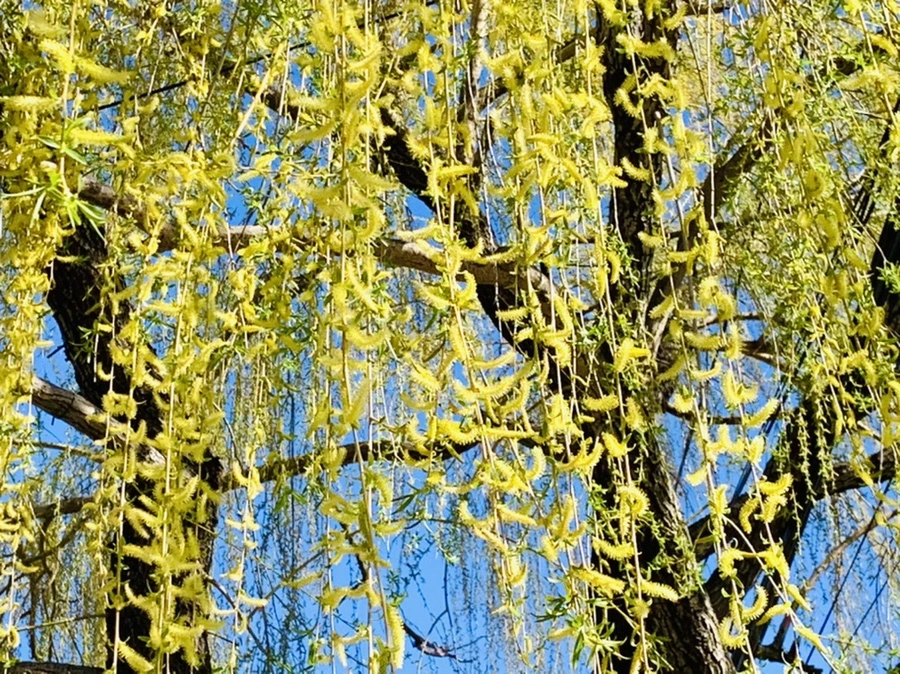 IMG_7577.jpg?type=w966