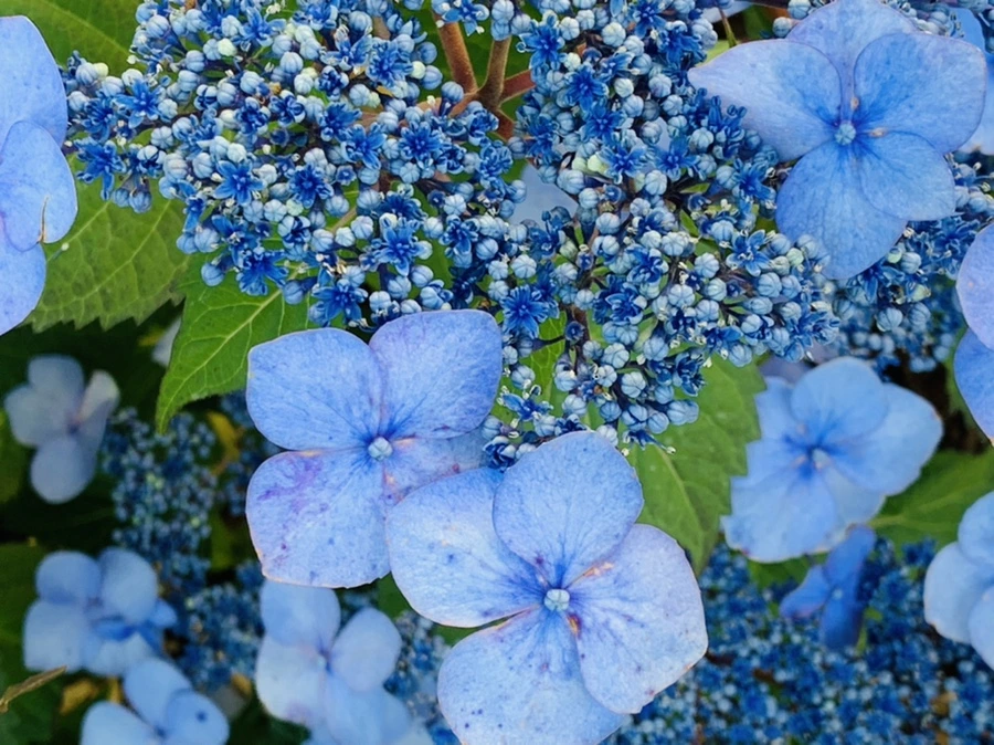 IMG_5208.jpg?type=w966