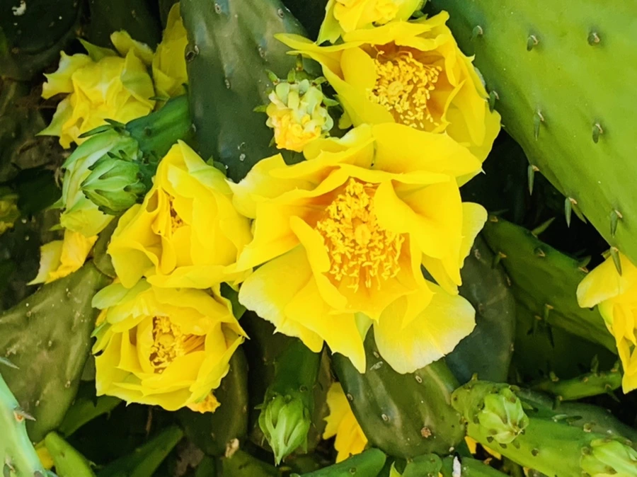 IMG_4356.jpg?type=w966