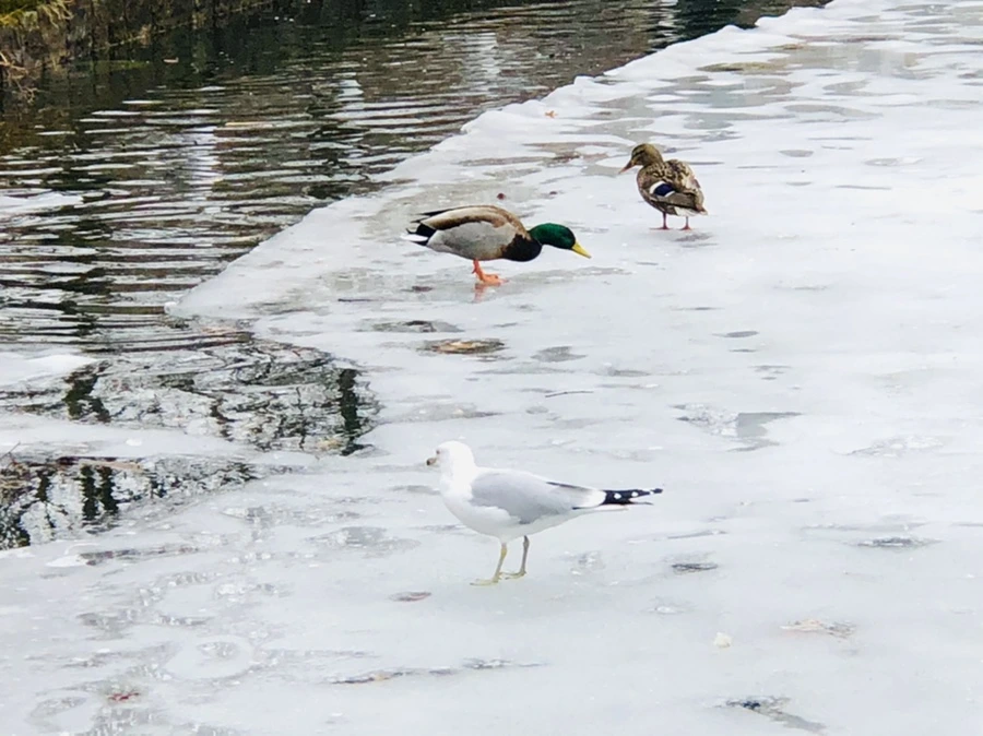 IMG_6330.jpg?type=w966