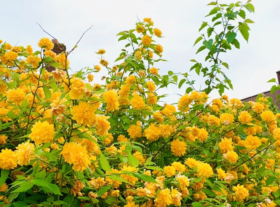 IMG_0523.jpg?type=w966