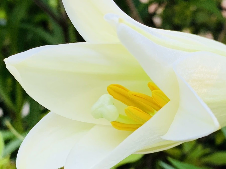 IMG_8739.jpg?type=w966