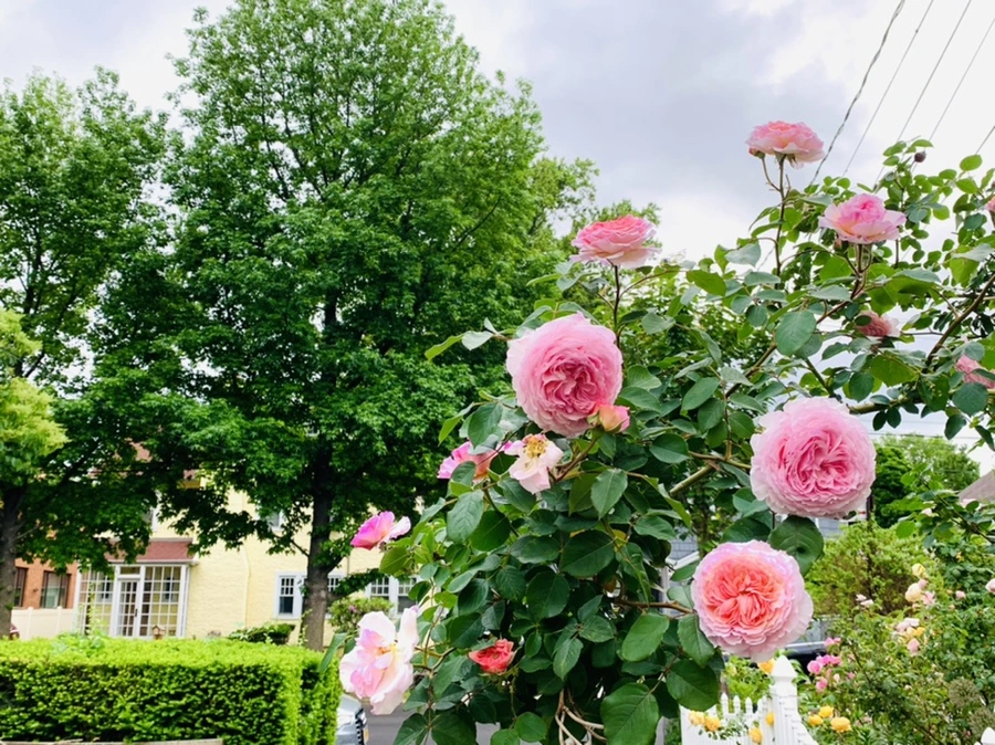 IMG_5934.jpg?type=w966