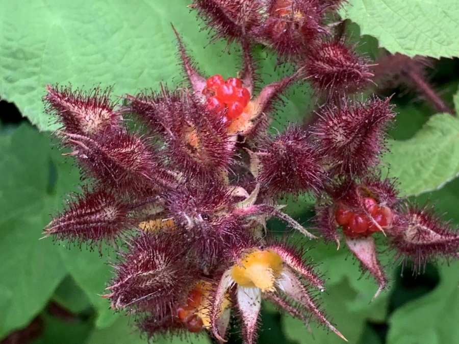 IMG_1632.jpg?type=w966