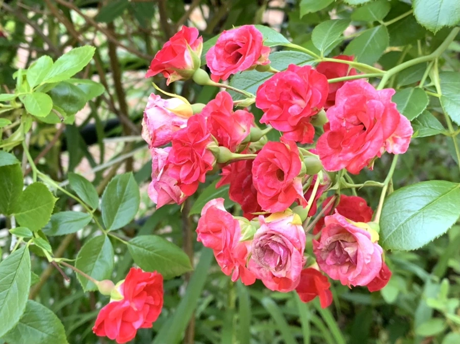 IMG_6239.jpg?type=w966