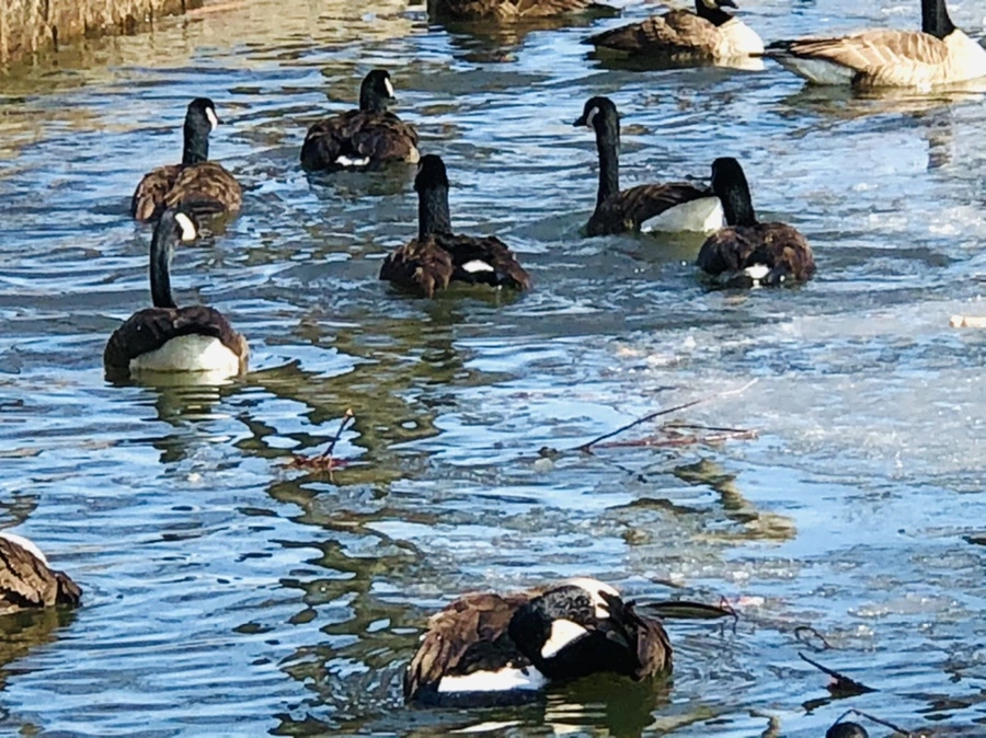 IMG_5181.jpg?type=w966