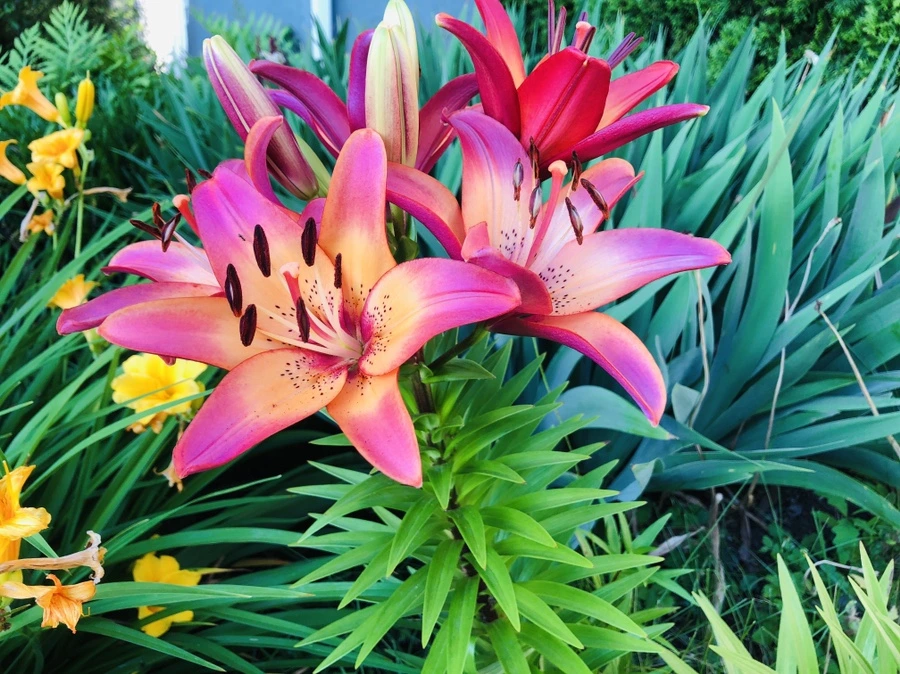 IMG_0156.jpg?type=w966