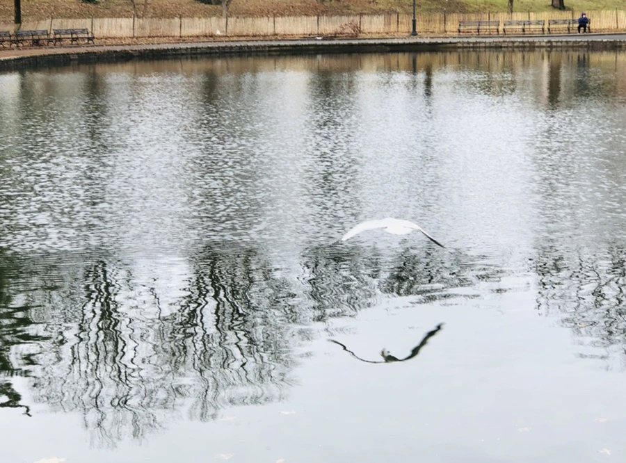 IMG_8620.jpg?type=w966