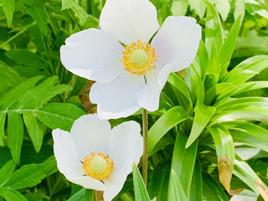 IMG_1204.jpg?type=w966