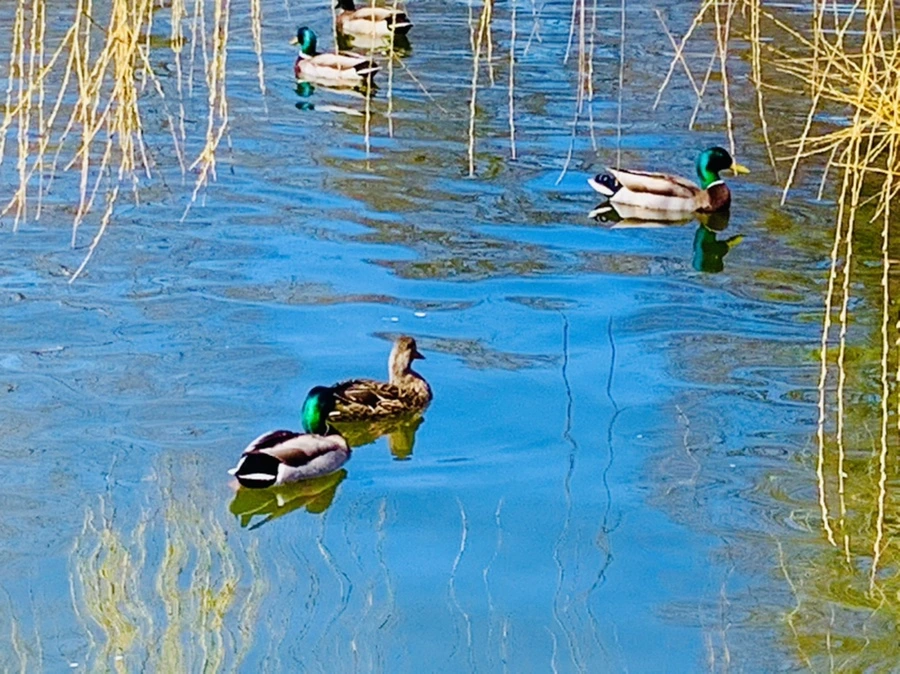 IMG_0583.jpg?type=w966