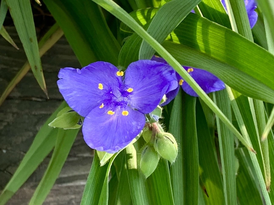 IMG_4524.jpg?type=w966