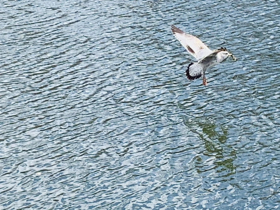 IMG_7316.jpg?type=w966