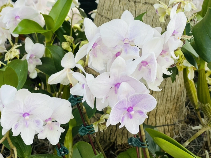 IMG_6525.jpg?type=w966