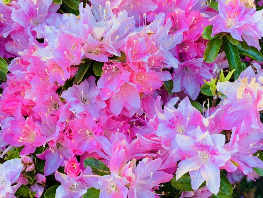 IMG_1970.jpg?type=w966