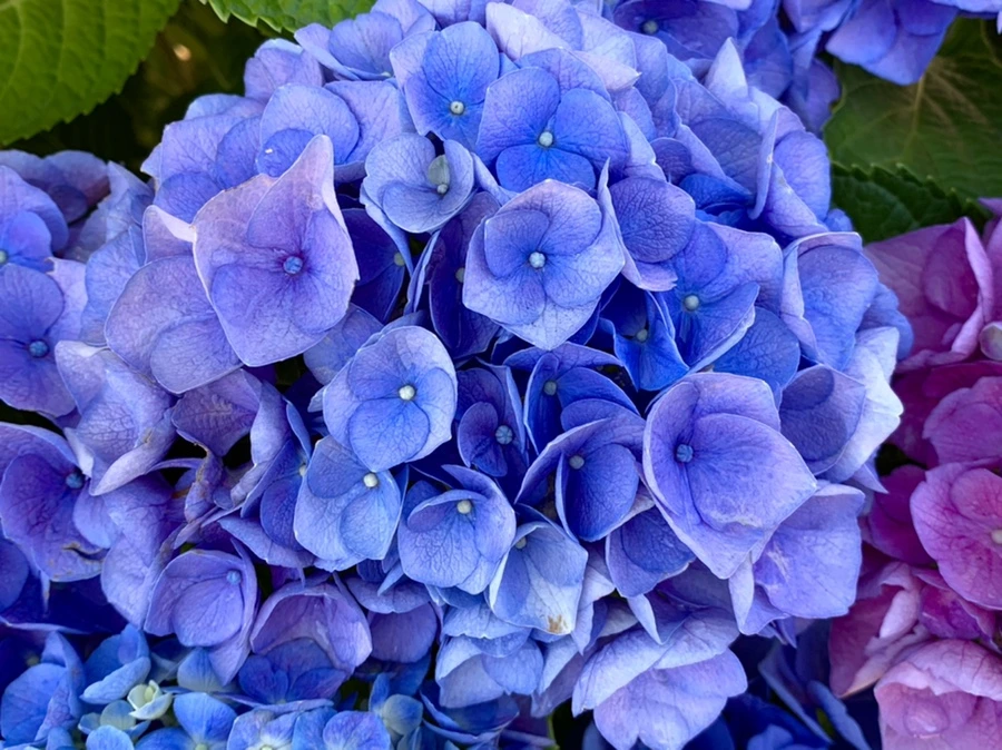 IMG_6266.jpg?type=w966