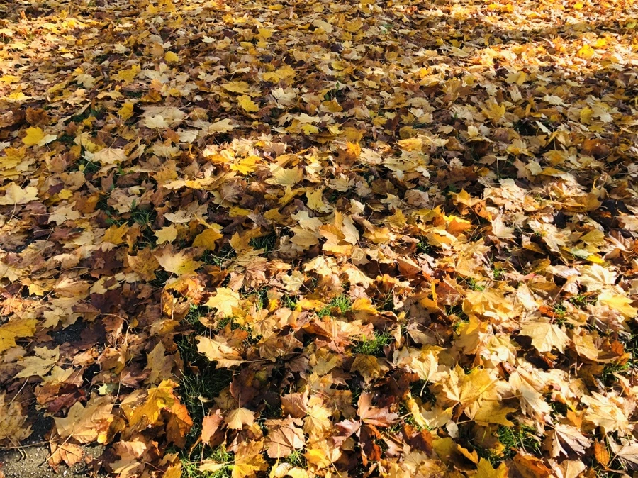 IMG_4705.jpg?type=w966