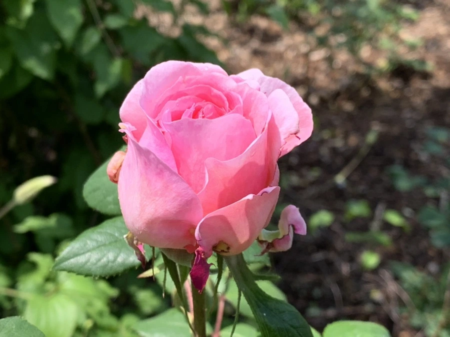 IMG_4242.jpg?type=w966