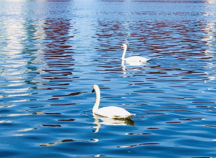 IMG_0912.jpg?type=w966