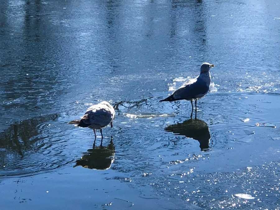 IMG_8093.jpg?type=w966