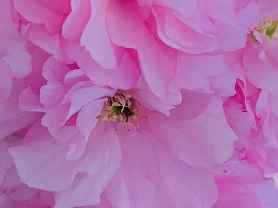 IMG_7381.jpg?type=w966