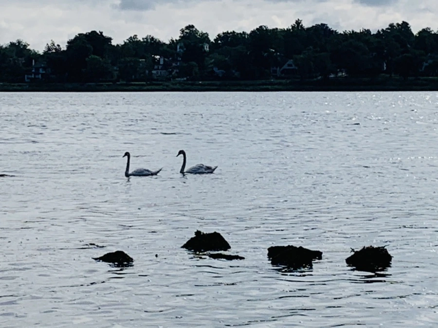 IMG_3222.jpg?type=w966