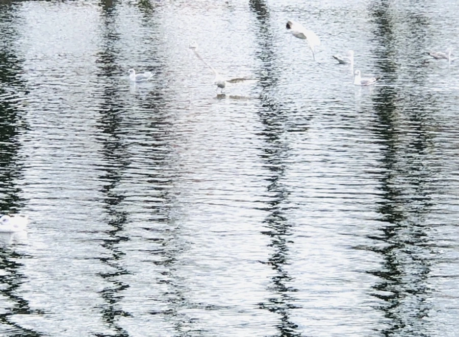 IMG_8741.jpg?type=w966