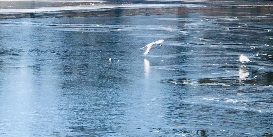 IMG_7983.jpg?type=w966