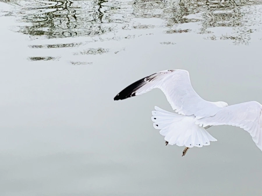 IMG_3871.jpg?type=w966