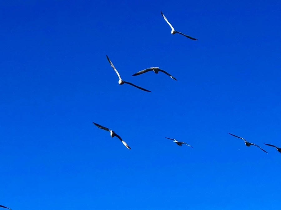 IMG_0560.jpg?type=w966