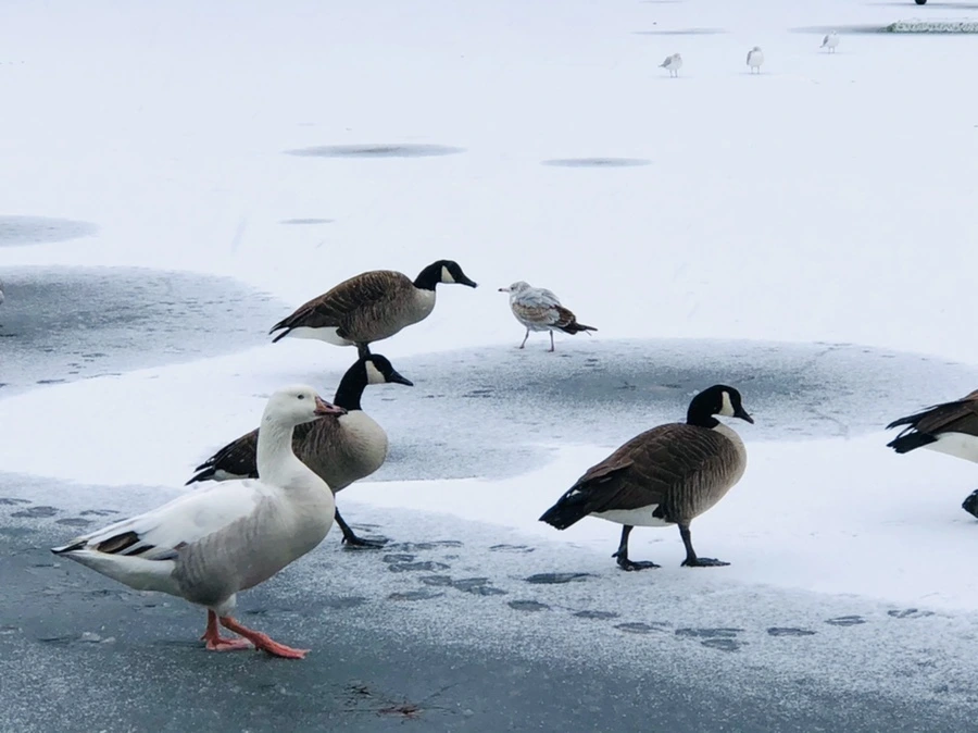 IMG_6032.jpg?type=w966