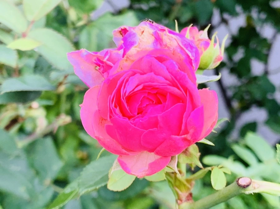 IMG_8749.jpg?type=w966