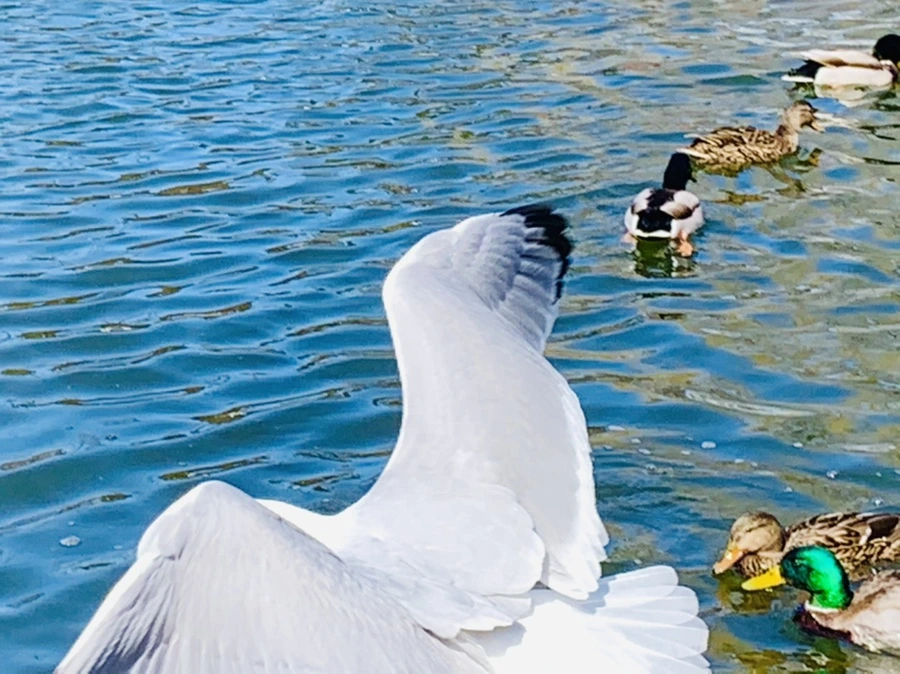 IMG_9324.jpg?type=w966