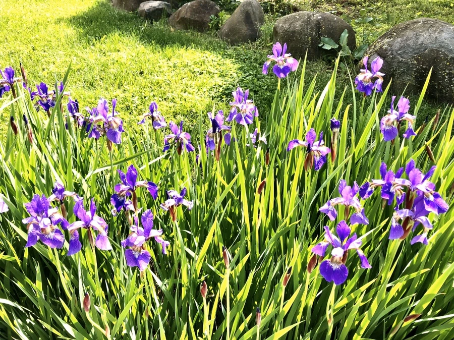 IMG_7448.jpg?type=w966