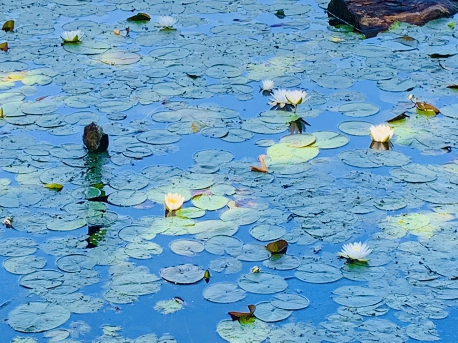 IMG_1226.jpg?type=w966