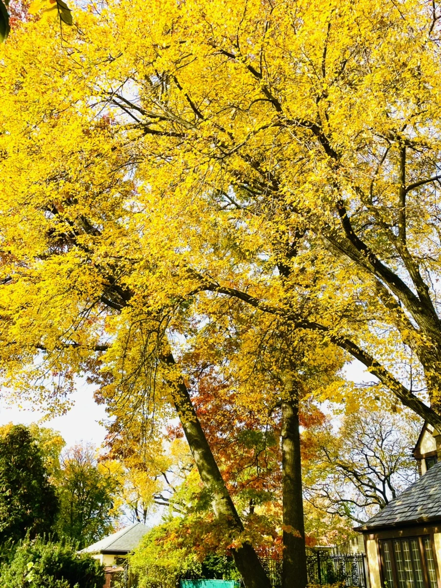 IMG_2251.jpg?type=w966