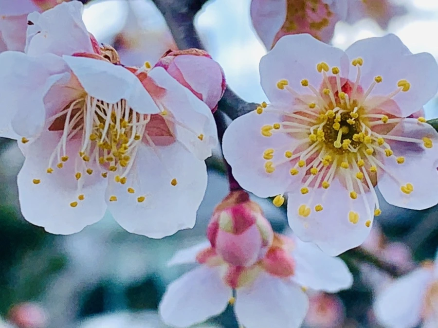 IMG_1031.jpg?type=w966