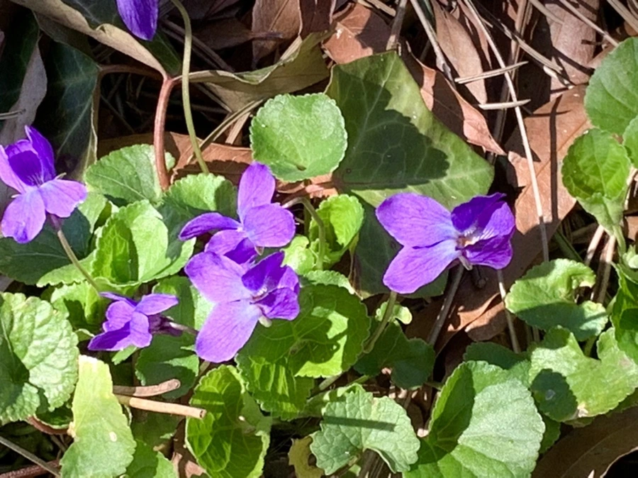 IMG_5771.jpg?type=w966