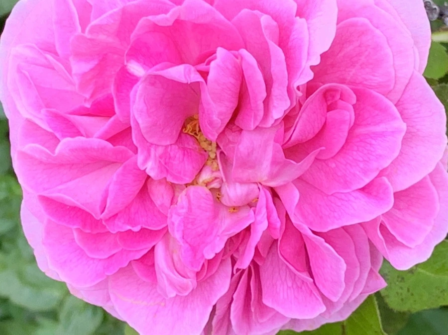 IMG_3584.jpg?type=w966