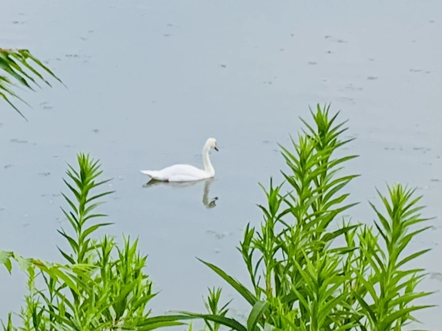 IMG_6350.jpg?type=w966