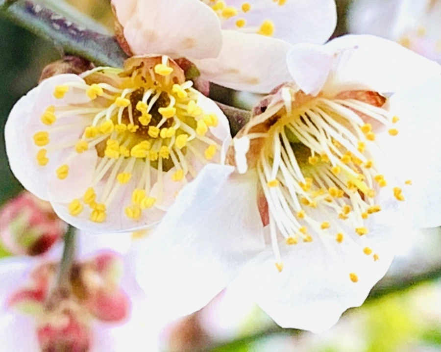 IMG_0821.jpg?type=w966