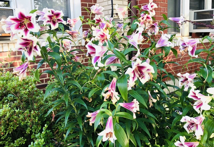 IMG_1892.jpg?type=w966