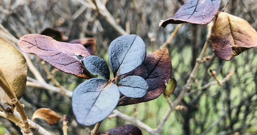 IMG_3107.jpg?type=w966